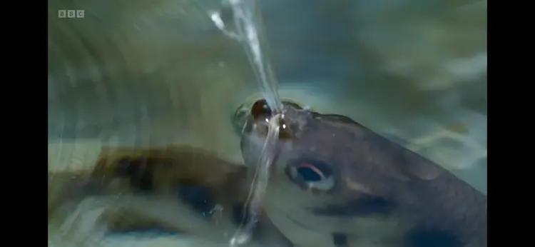 Banded archerfish (Toxotes jaculatrix) as shown in Planet Earth III - Coasts